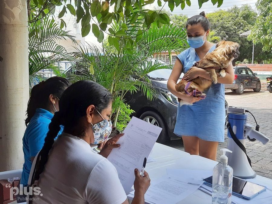 Más de 130 mascotas fueron esterilizadas en Girardot con el acompañamiento de estudiantes de medicina veterinaria de Ibagué